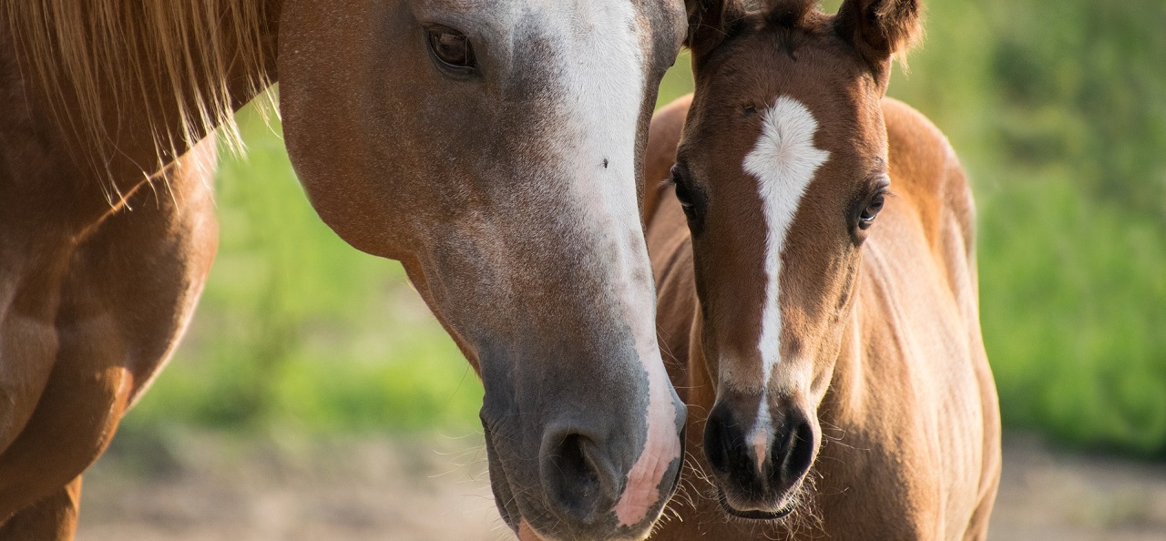 Equine business to pay almost $130,000 over alleged H-2B violations