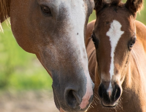 Equine business to pay almost $130,000 over alleged H-2B violations